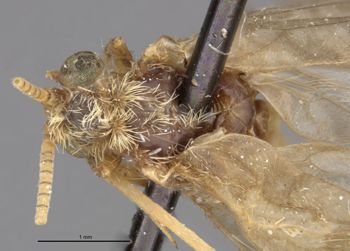 Media type: image;   Entomology 11540 Aspect: habitus dorsal